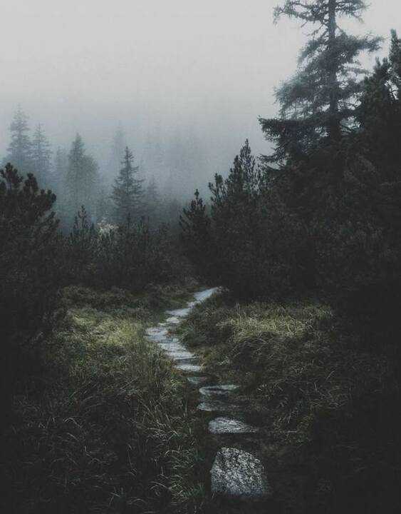 Jalur hutan hijau dengan cahaya lembut